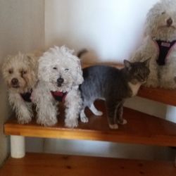 Calimax Playas - Randy, Felix, el gato Wicho y Armany. 2 Americanos y dos Mexicanos. Todos adoptados, no comprados.