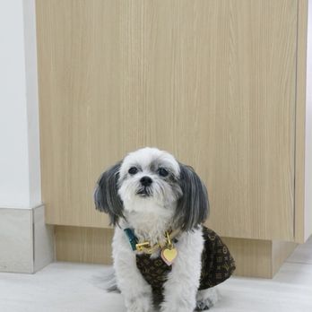 Oasis Pet Clinic - LILO my 12 year old Shi tzu is great taken care of at the hospotal! - Veterinarians Near Me - Fullerton, California Oasis Pet Clinic - LILO my 12 year old Shi tzu is great taken care of at the hospotal! - Veterinarians Near Me - Fullerton, California