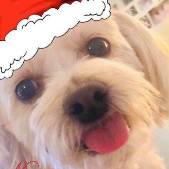 PetSmart - Merry Christmas 🎄 - Pet Stores Near Me - Ontario, California PetSmart - Merry Christmas 🎄 - Pet Stores Near Me - Ontario, California