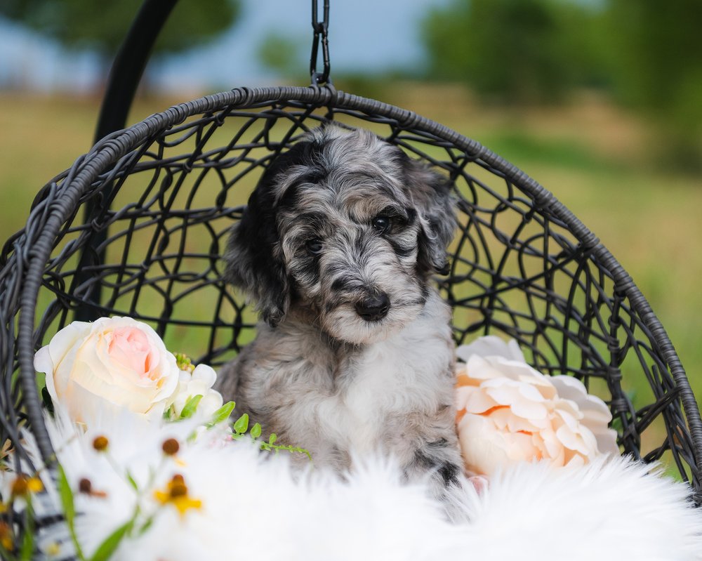 2J 2K BORDOODLES Updated June 2024 13 Photos Springfield, Missouri Pet Breeders Phone