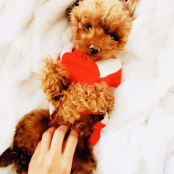 Alkam Pet Services - Pet Boarding Near Me Alkam Pet Services - Pet Boarding Near Me