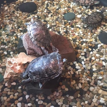 Miyako - Turtle pond in the entrance - Japanese Near Me - Houston, Texas