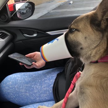 Dutch Bros Coffee - Dog treat! - Coffee & Tea Near Me - Apple Valley, California Dutch Bros Coffee - Dog treat! - Coffee & Tea Near Me - Apple Valley, California