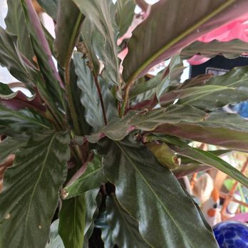 Smith's Gardentown - Calathea Rufibarba - Nurseries & Gardening Near Me - Wichita Falls, Texas Smith's Gardentown - Calathea Rufibarba - Nurseries & Gardening Near Me - Wichita Falls, Texas
