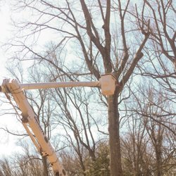 Crickets Tree Service