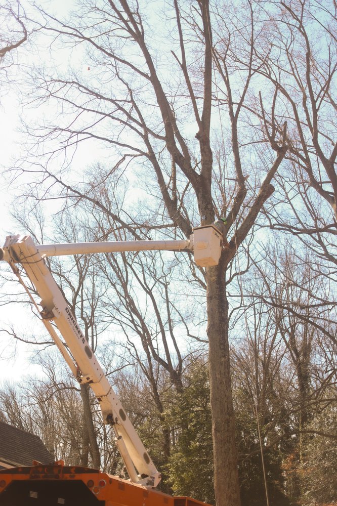 Crickets Tree Service - tree service in New Castle, DE