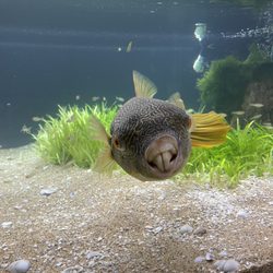 Aquarium Co-Op - Murphy the puffer