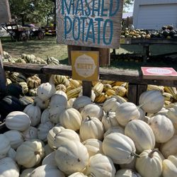 The Great Pumpkin Patch