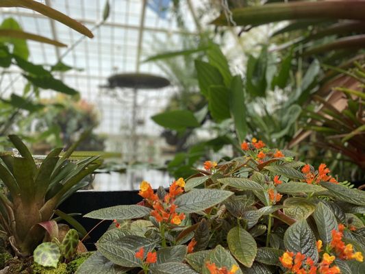 Conservatory of Flowers by null
