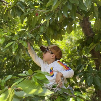 U Pick Orchards - So much fun picking Cherry's - Pick Your Own Farms Near Me - Morgan Hill, California