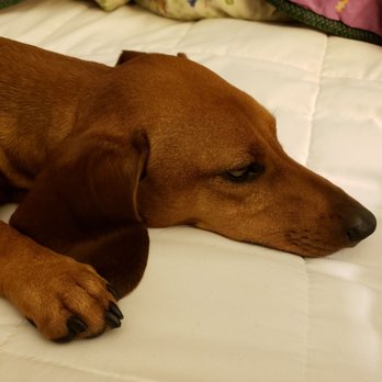 PetSmart Dog Training - Pickles says thank you! - Pet Training Near Me - Omaha, Nebraska