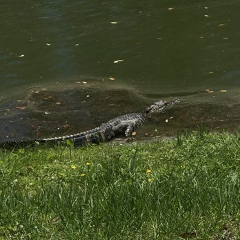 Tu Vin A Nan - Little alligator in the pond. - Buddhist Temples Near Me - Gainesville, Florida Tu Vin A Nan - Little alligator in the pond. - Buddhist Temples Near Me - Gainesville, Florida