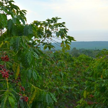 Lions Gate Farm - Kona coffee plants on the farm. - Coffee Roasteries Near Me - Honaunau, Hawaii Lions Gate Farm - Kona coffee plants on the farm. - Coffee Roasteries Near Me - Honaunau, Hawaii