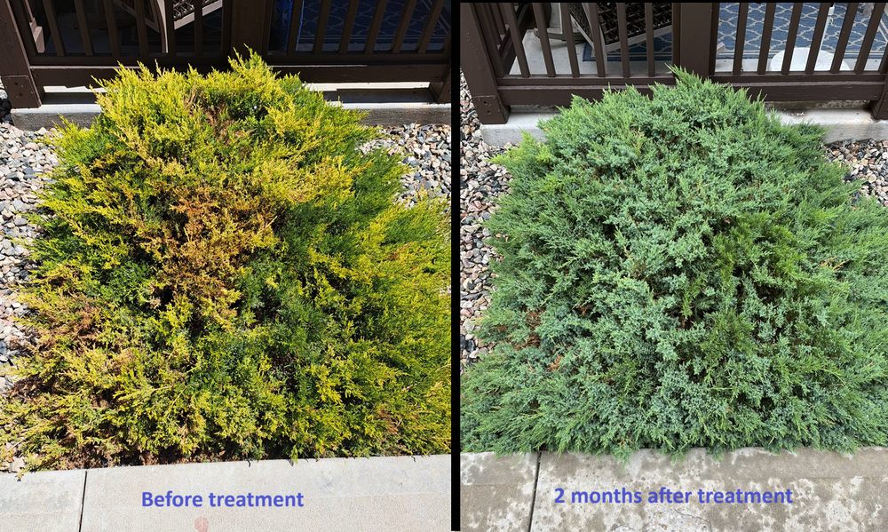 ARBORX TREE CARE Updated October 2024 336 Spring Snow Dr, Loveland