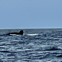 Bodega Bay Whale Watching - Beautiful