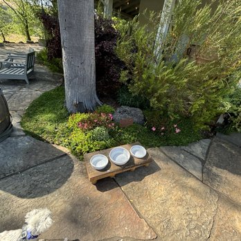 McEvoy Ranch - Even dogs have a flight to enjoy! - Wine Tasting Room Near Me - Petaluma, California