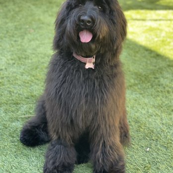 Mac's Canine Consultants - Pet Training Near Me Mac's Canine Consultants - Pet Training Near Me