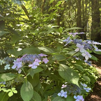 Bloedel Reserve - Many species of flowers and plants - Parks Near Me - Bainbridge Island, Washington Bloedel Reserve - Many species of flowers and plants - Parks Near Me - Bainbridge Island, Washington