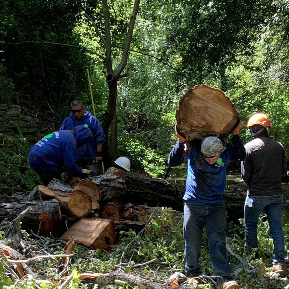 All Seasons Tree Care - Removing cut Alder - Tree Services Near Me All Seasons Tree Care - Removing cut Alder - Tree Services Near Me