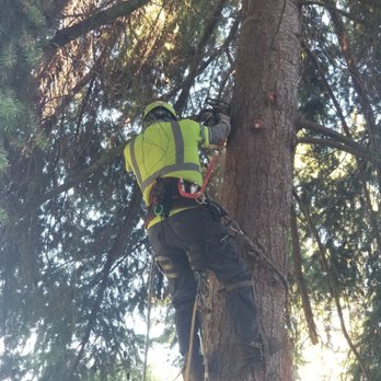AA Tree Service - Tree Services Near Me - Kent, Washington AA Tree Service - Tree Services Near Me - Kent, Washington