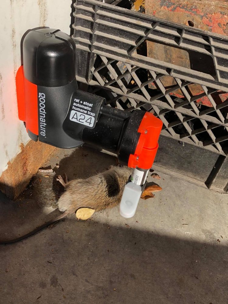 WILDLIFE PEST CONTROL RALEIGH Updated June 2024 Request a Quote