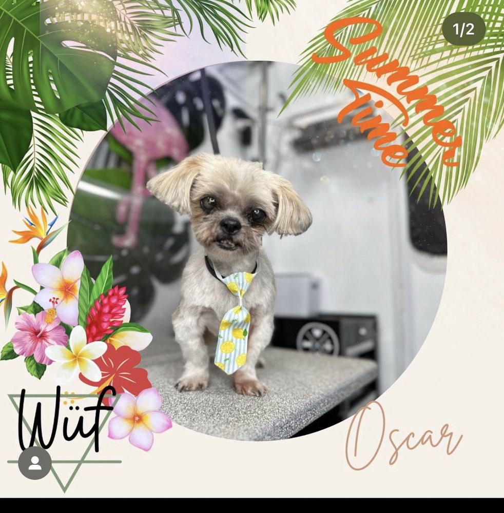 WUF HOLISTIC MOBILE DOG GROOMING Updated July 2024 19 Photos