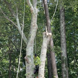 Beaver Tree Service