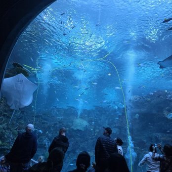 Seattle Aquarium - Sting Ray - Aquariums Near Me - Seattle, Washington