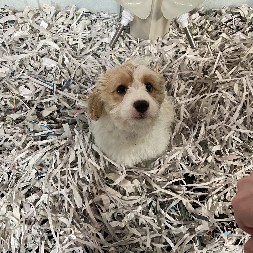 Puppyland Idaho - Such a well behaved little girl - Pet Stores Near Me - Meridian, Idaho