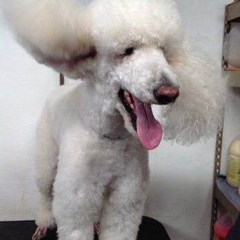 Jeni's Advanced Grooming - Pet Groomers Near Me - Anderson, California Jeni's Advanced Grooming - Pet Groomers Near Me - Anderson, California