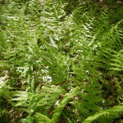 Wickaboxet Wildlife Management Area - Lots of ferns