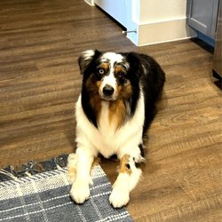 Puppy Power Dog Resort - My boy after the groomer.