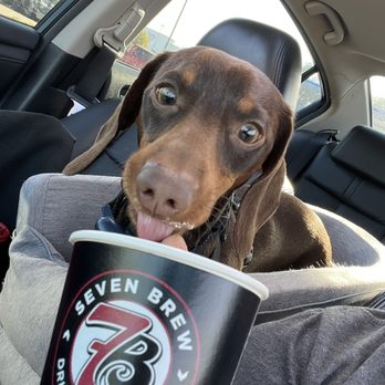 7 Brew Coffee - Hershel enjoying his Pup Cup - Coffee & Tea Near Me - Topeka, Kansas