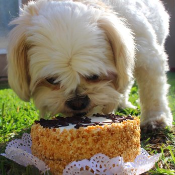 The Dog Bakery - I turn 4 years old! - Pet Stores Near Me - Pasadena, California