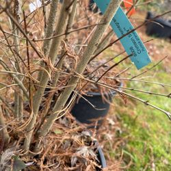 Wildwood Nursery - Crimson Sky Pomegranate