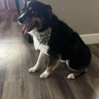 Pretty Pupz - Pet Groomers Near Me