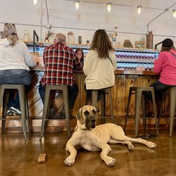 Shine Girl - Dog friendly!
