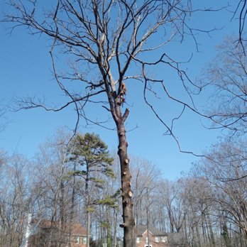 BW Tree Experts - Tree Services Near Me BW Tree Experts - Tree Services Near Me
