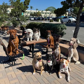 The Pet Whisperers - Walking in Downtown Escondido - Pet Training Near Me - Escondido, California The Pet Whisperers - Walking in Downtown Escondido - Pet Training Near Me - Escondido, California