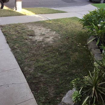 Prodigy Plumbing - Day 3 - dirt/grass all back in place. - Plumbing Near Me - Long Beach, California Prodigy Plumbing - Day 3 - dirt/grass all back in place. - Plumbing Near Me - Long Beach, California