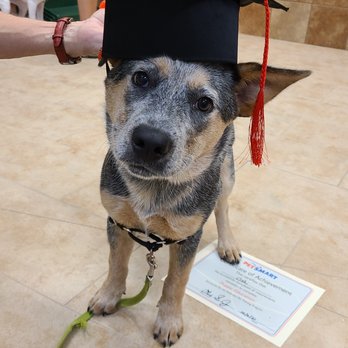 PetSmart - Pet Stores Near Me - Chantilly, Virginia