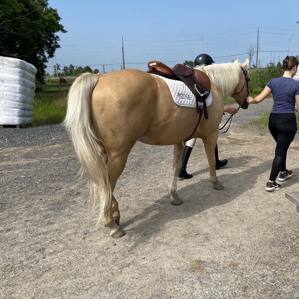 Royale Equestrian Centre - This horse is named Trigger :) He is very calm, a bit lazy and gorgeous :) - Horseback Riding Near Me - Ottawa, Ontario