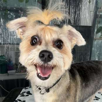 WoofMeow - This is the haircut from WoofMeow - Dog Walkers Near Me - Brooklyn, New York WoofMeow - This is the haircut from WoofMeow - Dog Walkers Near Me - Brooklyn, New York