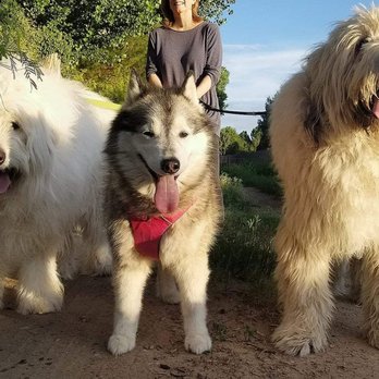 Crossroads Animal Hospital - from left to right, my dogs are 145 lbs, 70 lbs, 150 lbs - Veterinarians Near Me - El Paso, Texas Crossroads Animal Hospital - from left to right, my dogs are 145 lbs, 70 lbs, 150 lbs - Veterinarians Near Me - El Paso, Texas