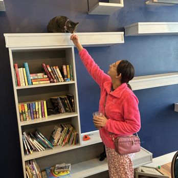 affoGATO Cat Café - Themed Cafes Near Me - Cleveland, Ohio