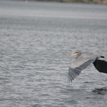 Lake Simtustus Resort and Marina  - Fishing Near Me - Madras, Oregon