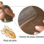 Photo of Farewell Lice Treament and Removal