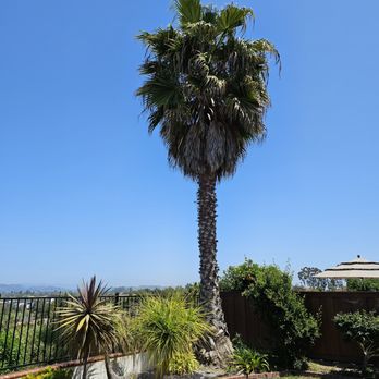 A.G.M Tree Service - Before - Tree Services Near Me - Vista, California A.G.M Tree Service - Before - Tree Services Near Me - Vista, California