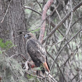 Camp Edison - Red tailed hawk that came to visit - Campgrounds Near Me - Shaver Lake, California