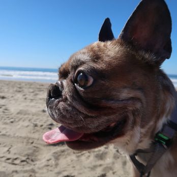 Dogs Without Borders - Community Service/Non-Profit Near Me Dogs Without Borders - Community Service/Non-Profit Near Me